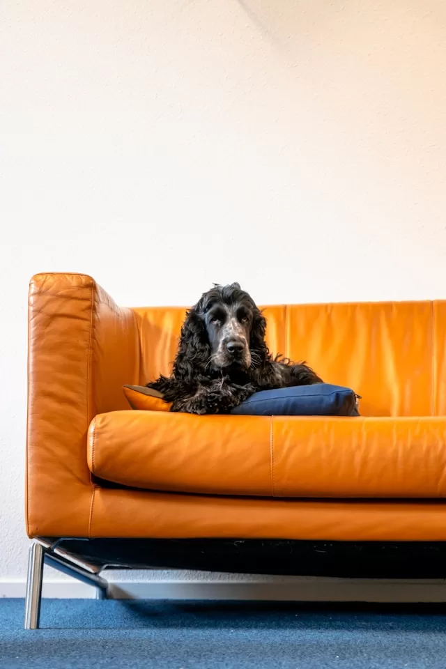 Pet Sitting San Diego