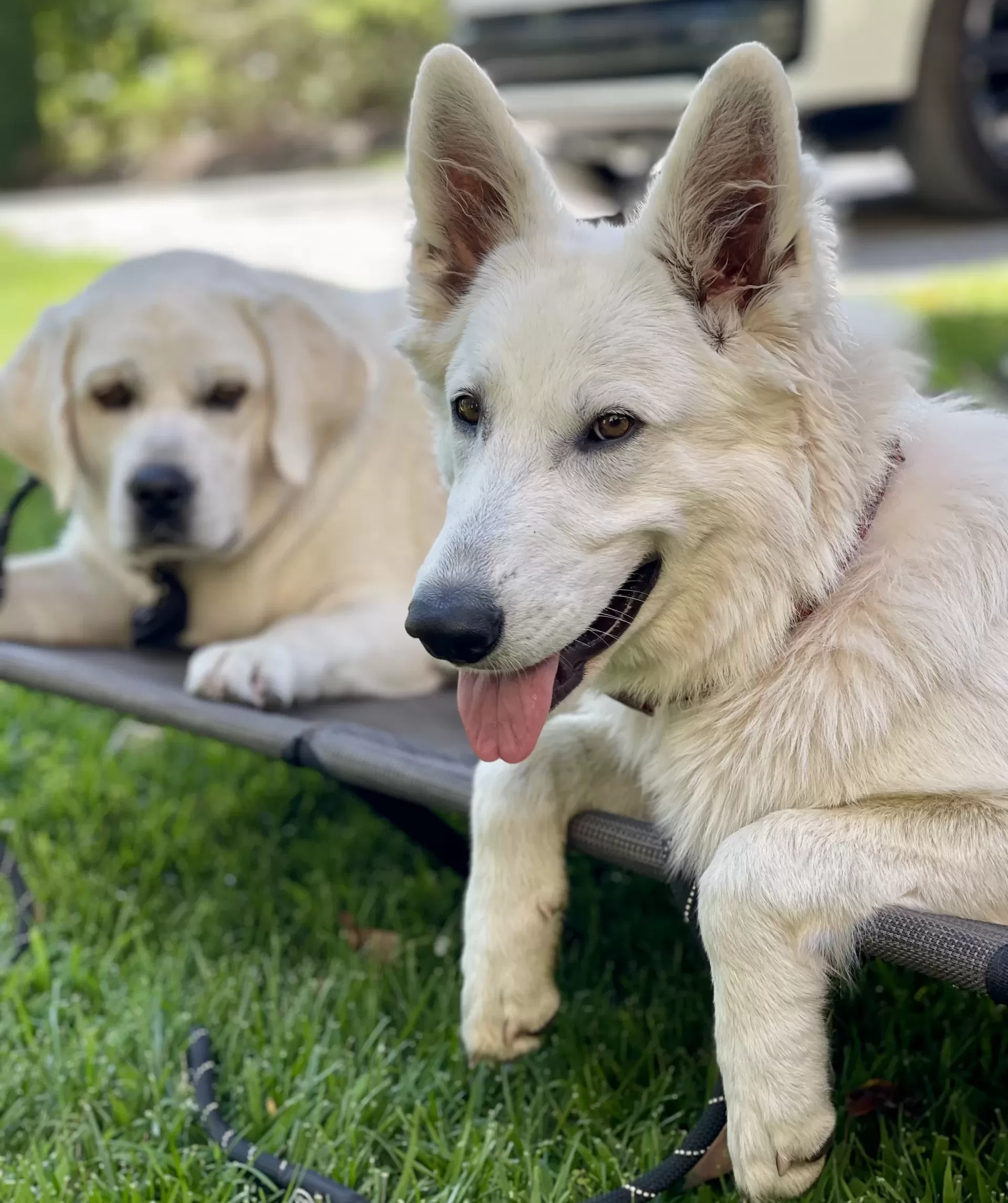 Dog Training Philosophy